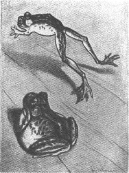 Иллюстрация к рассказу «Знаменитая скачущая лягушка из Калавераса». Издание 1903 года
